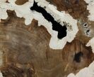 Petrified Wood (Cherry) Slab - McDermitt, Oregon #93837-1
